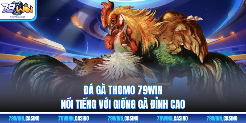 Đá gà Thomo 79WIN nổi tiếng với giống gà đỉnh cao